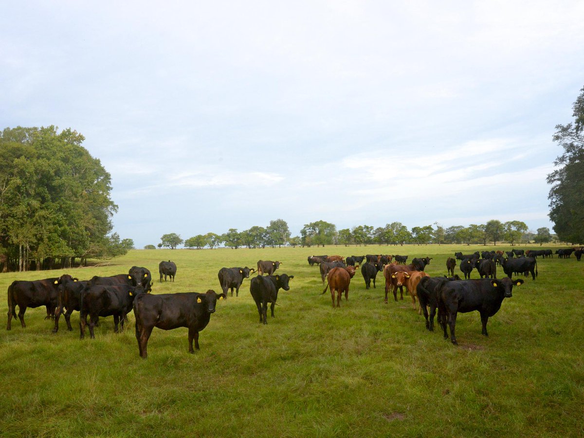 Using hormones in meat production can be controversial and confusing... Let us explain: bit.ly/1zWWQlG