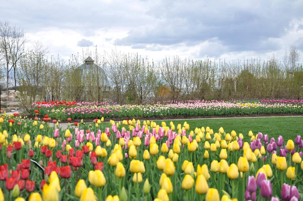 The more you know. MT <a href="/PSUWorldCampus/">Penn State World Campus</a> There are approx. 24,000 #tulips in the #spring display at the Arboretum!
