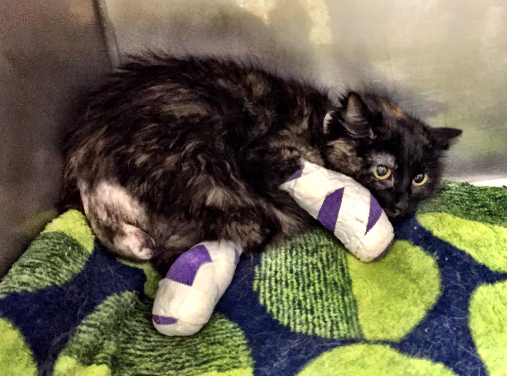 kare11's tweet photo. A $2,500 reward is being offered to find the person who threw a cat from a moving van. http://t.co/BscQdN4WbO http://t.co/T56ZtuQue0