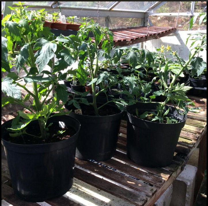 Check out our tomato starter giving brilliant results in less than 4 weeks! #rootgrow