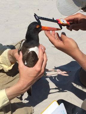 amoytracking's tweet photo. #AmericanOystercatcher just got banded on Wrightsville. Green CKX is now unique &amp; we can ID him wherever he goes. http://t.co/AZ6Utgn3RN