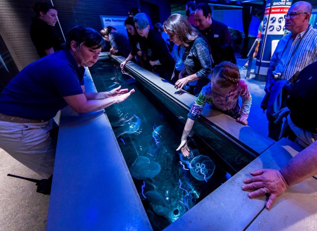 NattitudeRacing's tweet photo. @challengenation Not lunar jams but... (Moon jellies at National Aquarium) #bmorechallenge http://t.co/SWoRh0kdOX