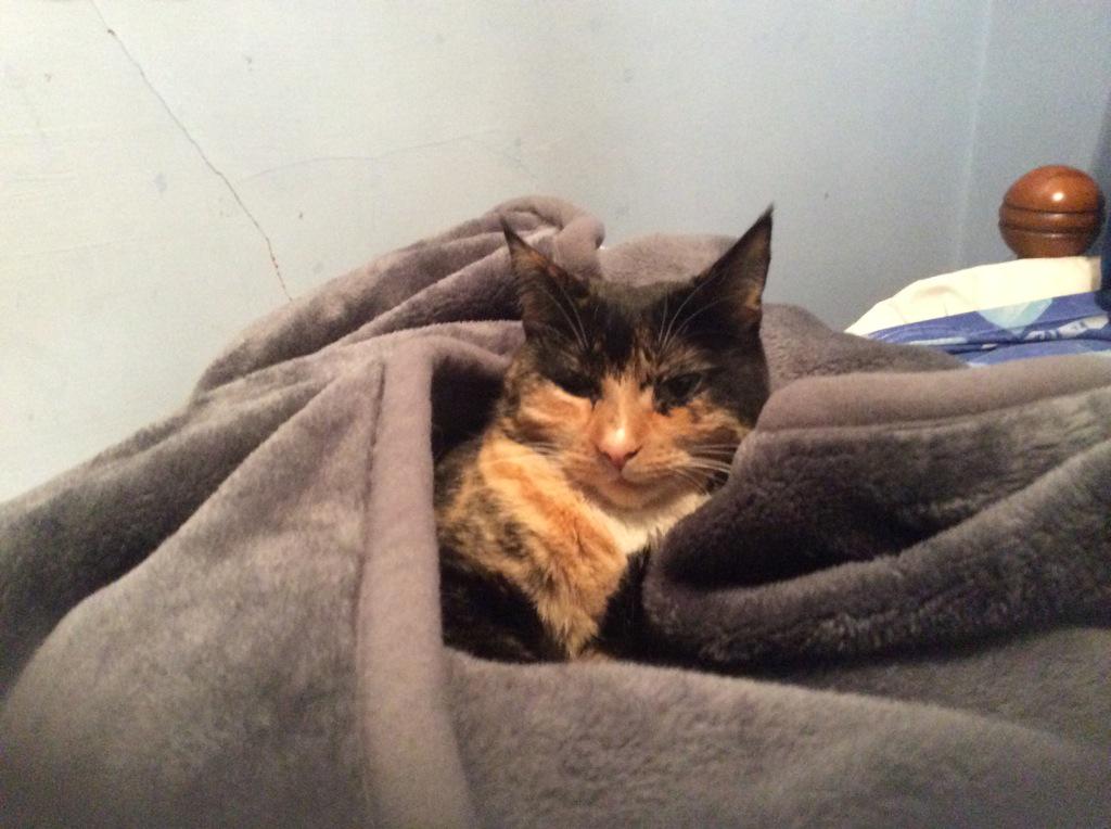 MeowingRuby's tweet image. #LifeIsTiring