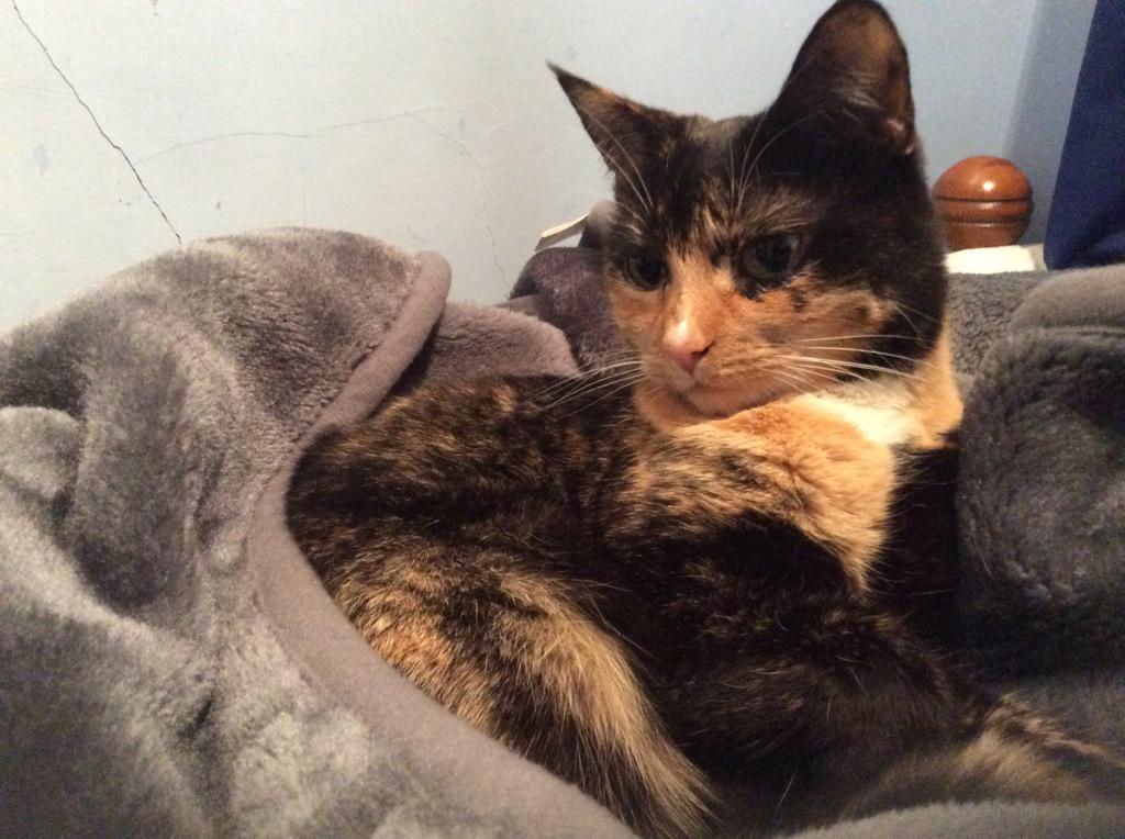 MeowingRuby's tweet image. #LifeIsTiring