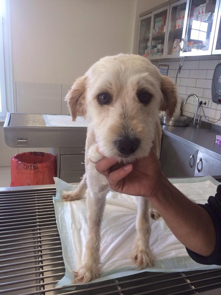 bdmermerci's tweet photo. Bu guzel kizimizi da Aydin'dan getirdik..Cok iyi huylu bir terrier.. Yikandi, trasini oldu.. Yuvasini bekliyor. http://t.co/eFnqf3h1CW