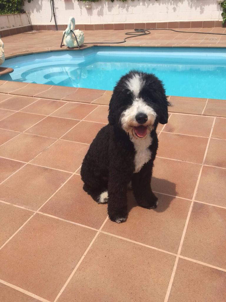rosmyta3's tweet photo. Mi peluche !!  Volcom 😍😍🐕 http://t.co/Eoar2w85nY