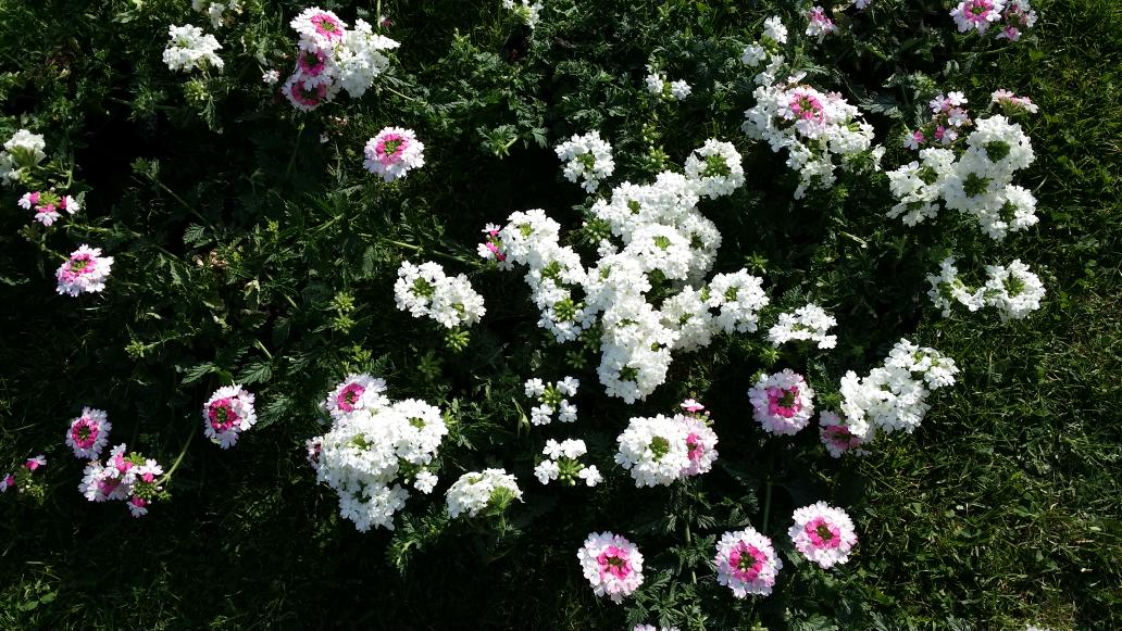 Fiorel76Nadia's tweet photo. Quest'anno le mie fiorere sono di #verbene. Iniziamo il lavoro 😊 http://t.co/yByrw6Elzf