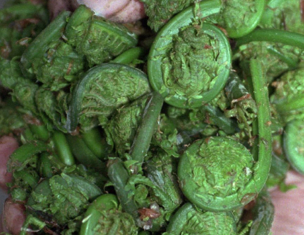 vermontpublic's tweet photo. On now: The rebroadcast @vermontedition's show about fiddleheads, wild mushrooms and more! http://t.co/Vnkz0yyIfa #VT http://t.co/kEoxVKMQOt