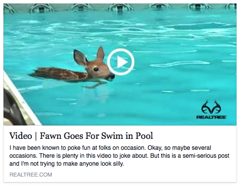 Realtree's tweet photo. Looks like a baby deer decided to take a dip in the pool. http://t.co/kYEZ46hTfw #Realtreeblog http://t.co/GOF0cLIx6k