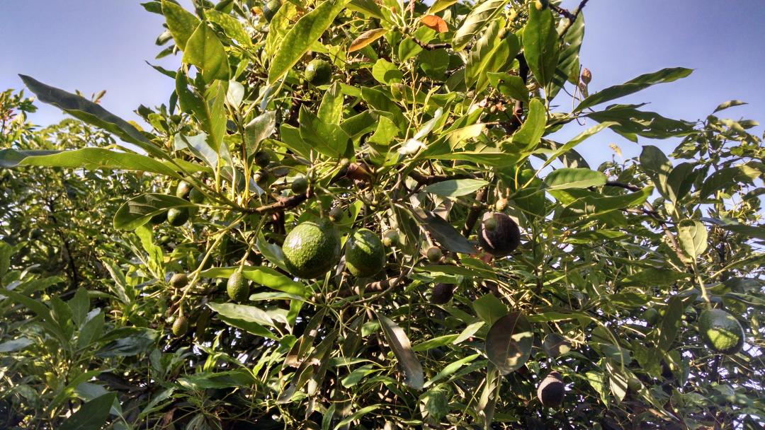 noevalagro's tweet photo. #Valagro manejo en #Aguacate se observan Tres floraciones en el cultivo. http://t.co/lzsolcjrEs