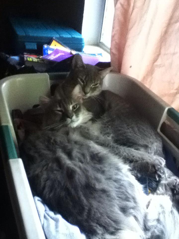 MOS_Kicks's tweet photo. My cats are cute but now I got to wash my clothes again http://t.co/LpB7qjZfl7
