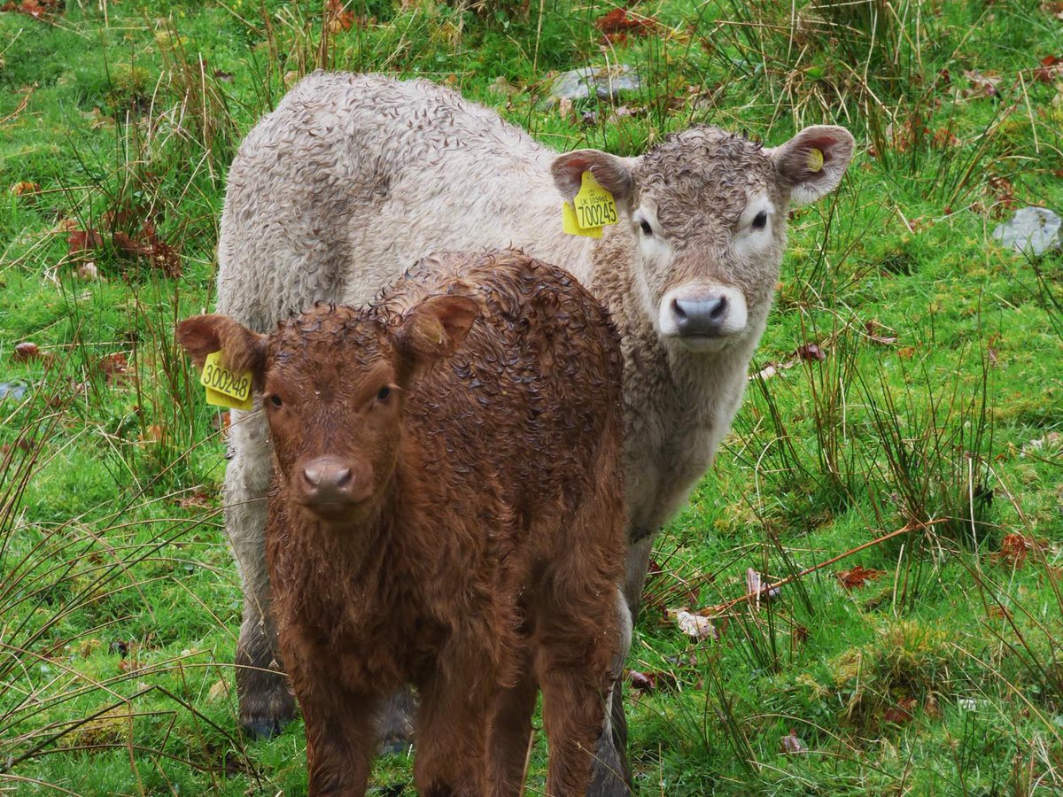 helvellyn's tweet photo. And some rather sodden calves in #glenamara #patterdale this afternoon... http://t.co/YCnUhUn8jO