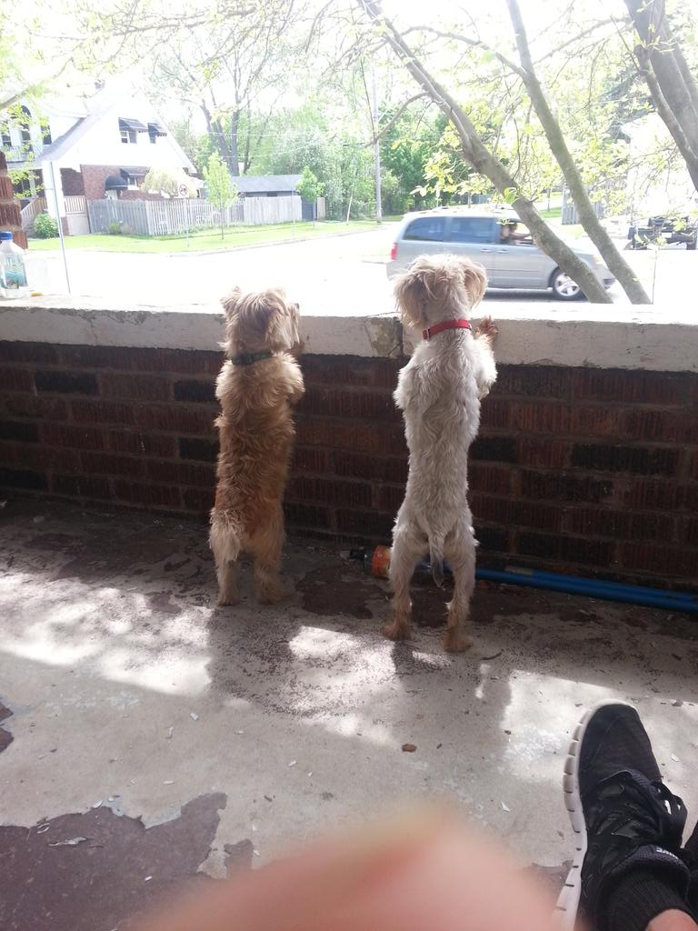 DavaughnElliott's tweet photo. Took my dog to my boys house to play these guys rather watch cars fly by lol http://t.co/5Djz4TvlUq