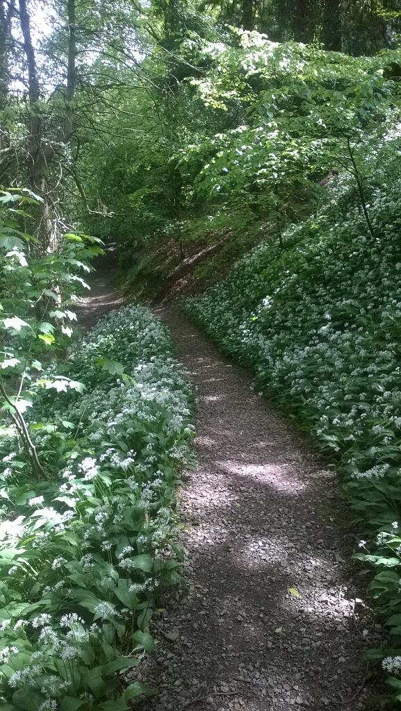 julieEsampson's tweet photo. 'I shall not forget to see the wild garlic blossom/as I did last May...' (Frances Horovitz) #SimmonsPark #Okehampton http://t.co/3rDTMJOY4w