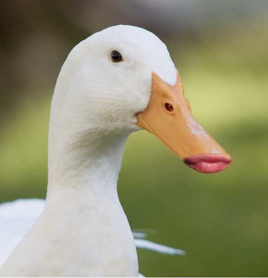 10 ducks with human lips