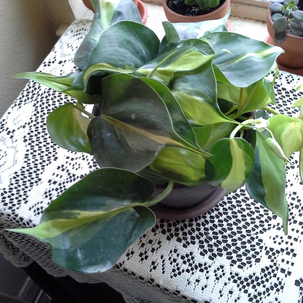 DisandraRose's tweet image. My Brazil plant needs to be repotted again!  #GardenParty #IndoorGarden