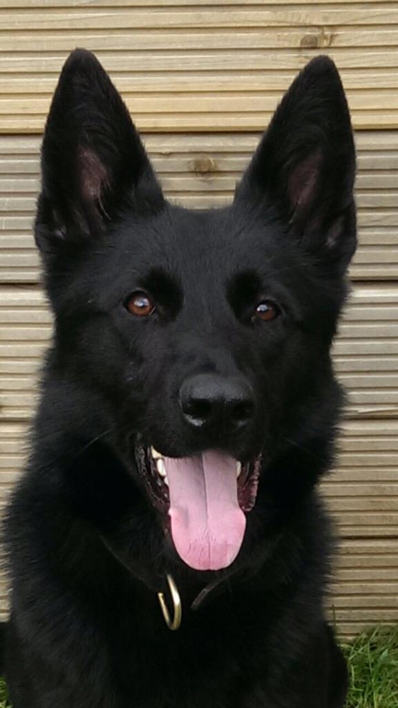 StaffsDogs's tweet photo. #pdPippa last ๐ tracked over a long distance finding stolen property & offender hiding @policingstoke after ๐pursuit http://t.co/7OiF3mDZgF