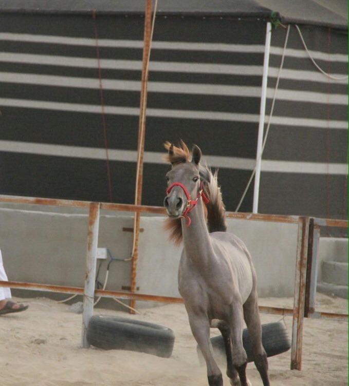 DaaDEy40's tweet photo. مزادنا الان على الواتساب http://t.co/FVdvYPkDBN