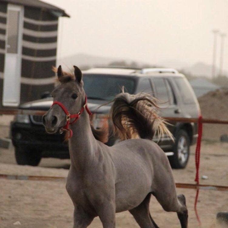 DaaDEy40's tweet photo. مزادنا الان على الواتساب http://t.co/FVdvYPkDBN