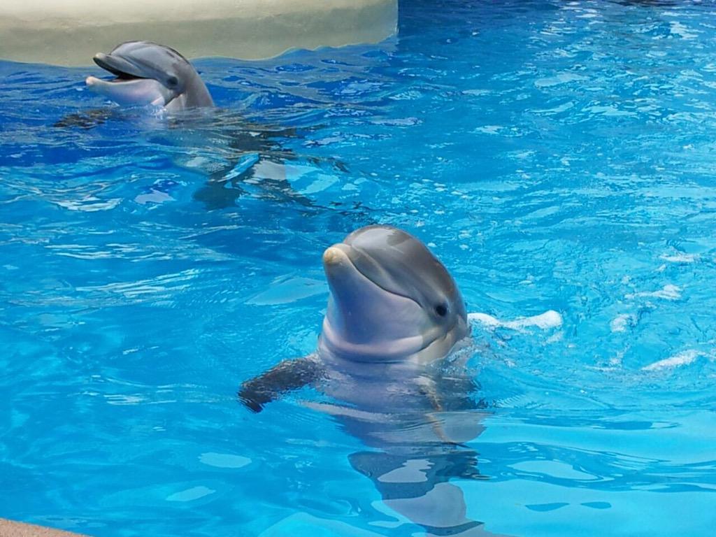CompraloHoy's tweet photo. Venta de Paquetes De Viaje : SEAWORLD http://t.co/xKUsYndZdQ