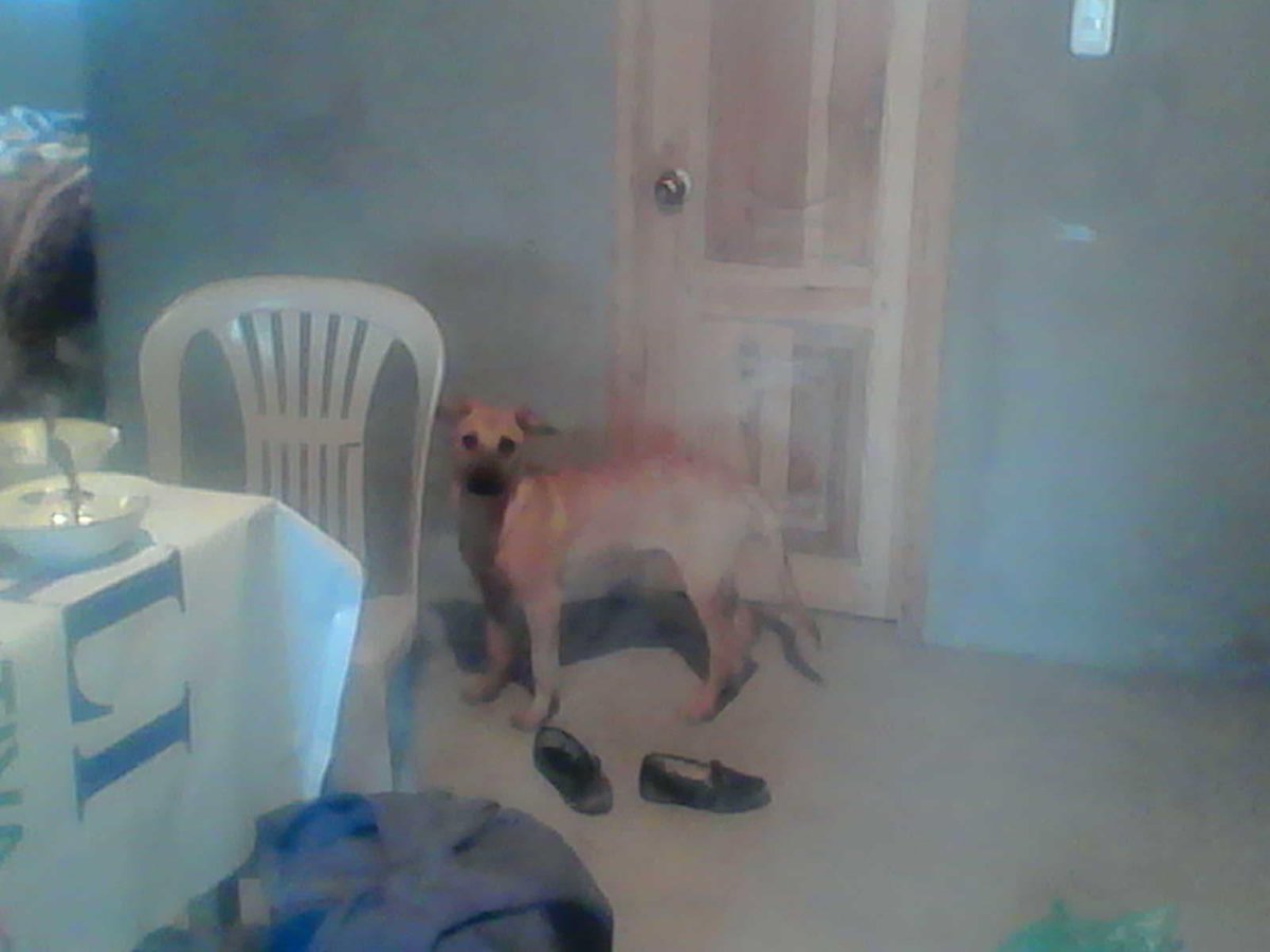 SACATOROY's tweet image. Mi Bobby lindo de mi casita.