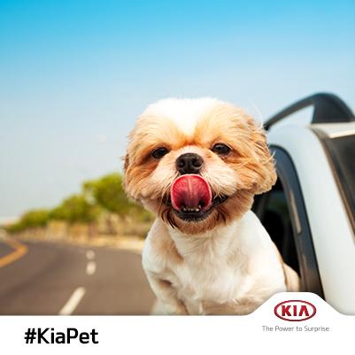 KiaCanada's tweet image. Does your #KiaPet ride up front? Show us some photos of your furry co-pilots!