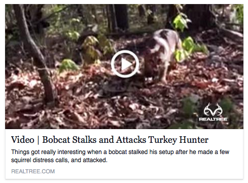 Realtree's tweet photo. Have you ever been stalked or attacked by a predator while hunting? http://t.co/P4XZ23J7VR #Realtreeblog http://t.co/SetKiYdP5h