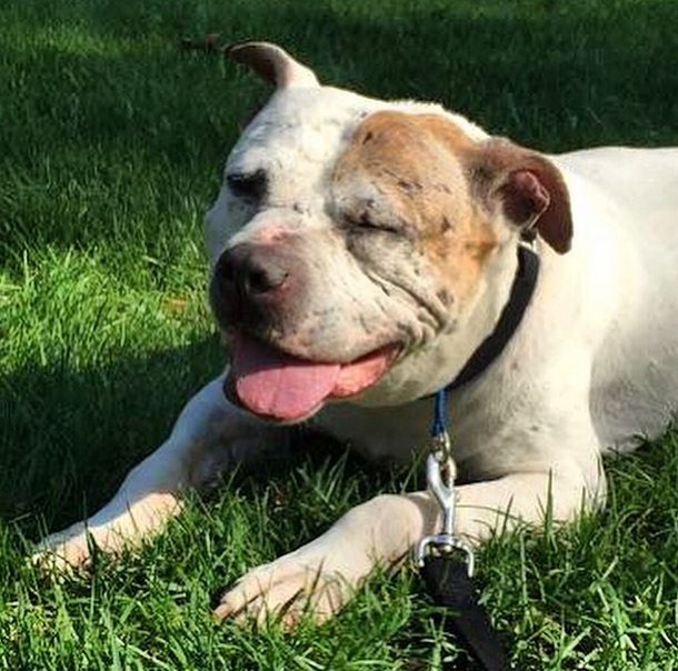 BarkGood's tweet photo. Help find Murdock &amp; more pawesome pups at Hempstead Animal Shelter a home! http://t.co/JR21gnJrDs @barkbox @BarkPost http://t.co/RdRSrHfj7C