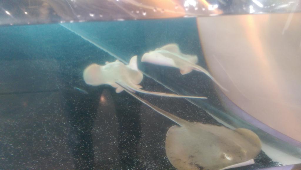 140stingrays's tweet photo. Making waves! http://t.co/RuUwW9NWF6