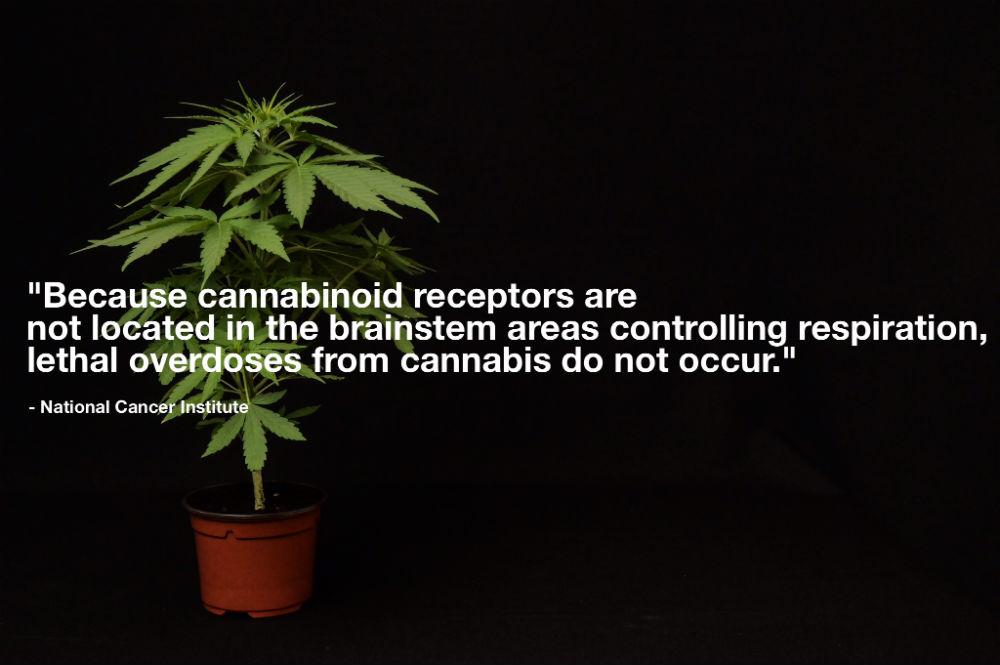 ThinkTankExile's tweet photo. Did you know you CANNOT have a lethal overdose from #Marijuana? Here's why: http://t.co/UOsAQCFCUJ http://t.co/cGxtOpuppv