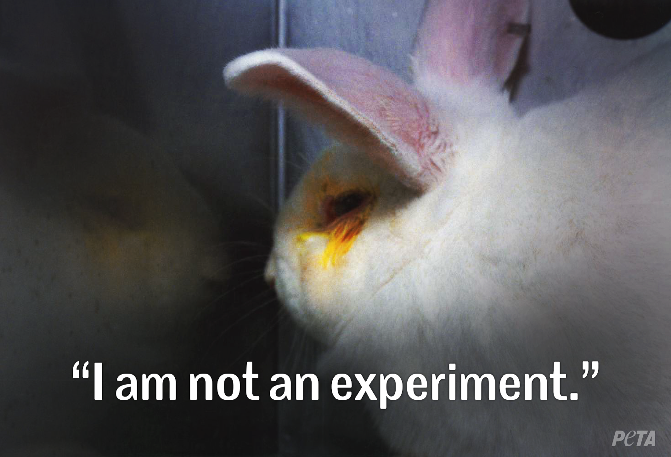 PETA on Twitter: PETA on Twitter: