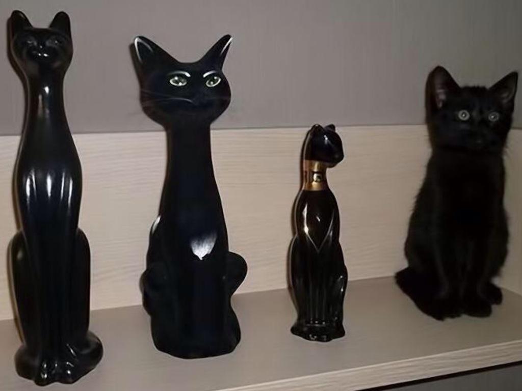 ChesterDaDog's tweet photo. I know who's who ! I can smell the fluffy one .... http://t.co/zSj2HkatPF