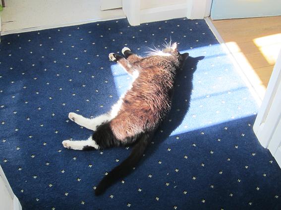 Just catching a few rays purr !  :-)     #cats #wlf