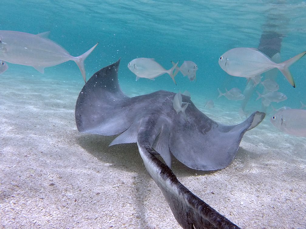 Visitaandb's tweet photo. Join us at Stingray City Antigua
#LoveAntiguaBarbuda #Isandlife #Paradise #travel #vacationlikeaking http://t.co/378GC9MFZl
