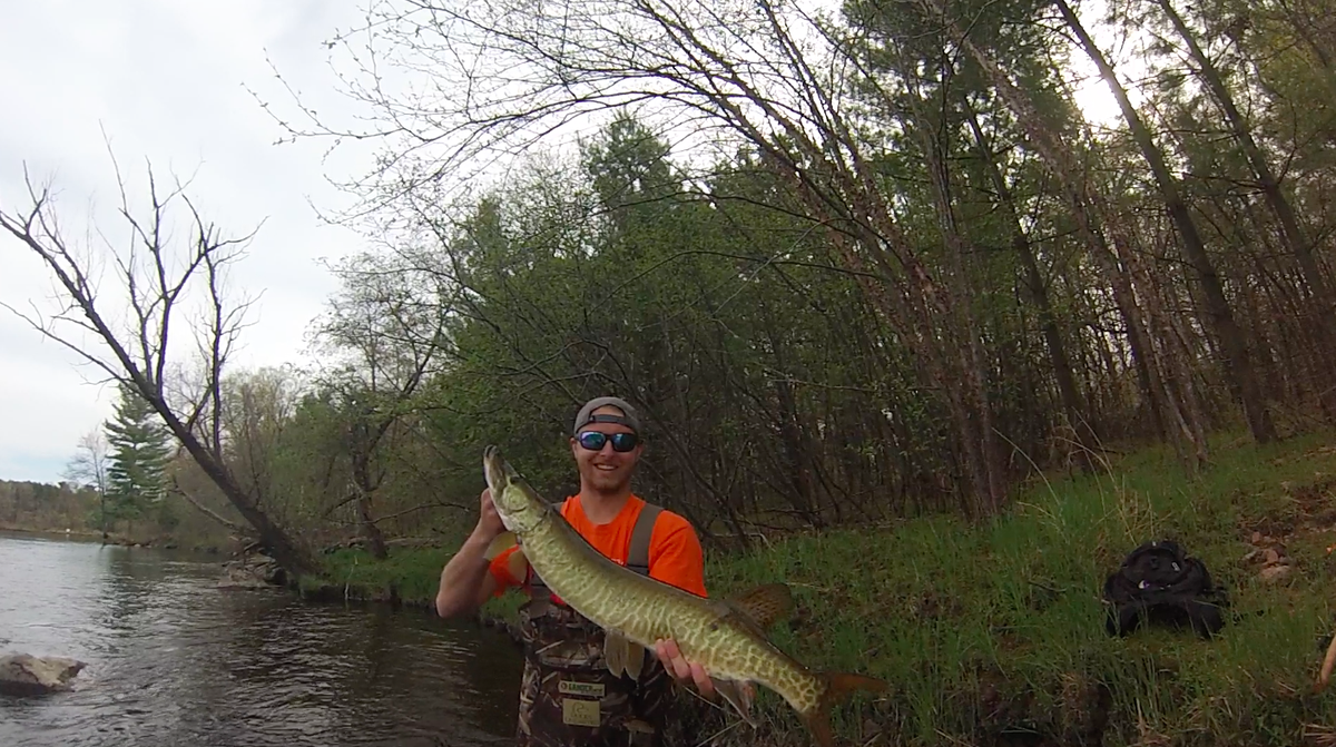 muskyinfinity's tweet photo. @ShowYourCatch Heres a pretty looking river musky #muskyinfinity #reactionstrike http://t.co/jJPUIcEMCq