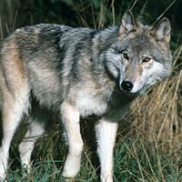 CdnNatureSci's tweet image. @Algonquin_PP #easternwolves now listed as Threatened in Canada
cosewic.gc.ca/eng/sct1/searc…