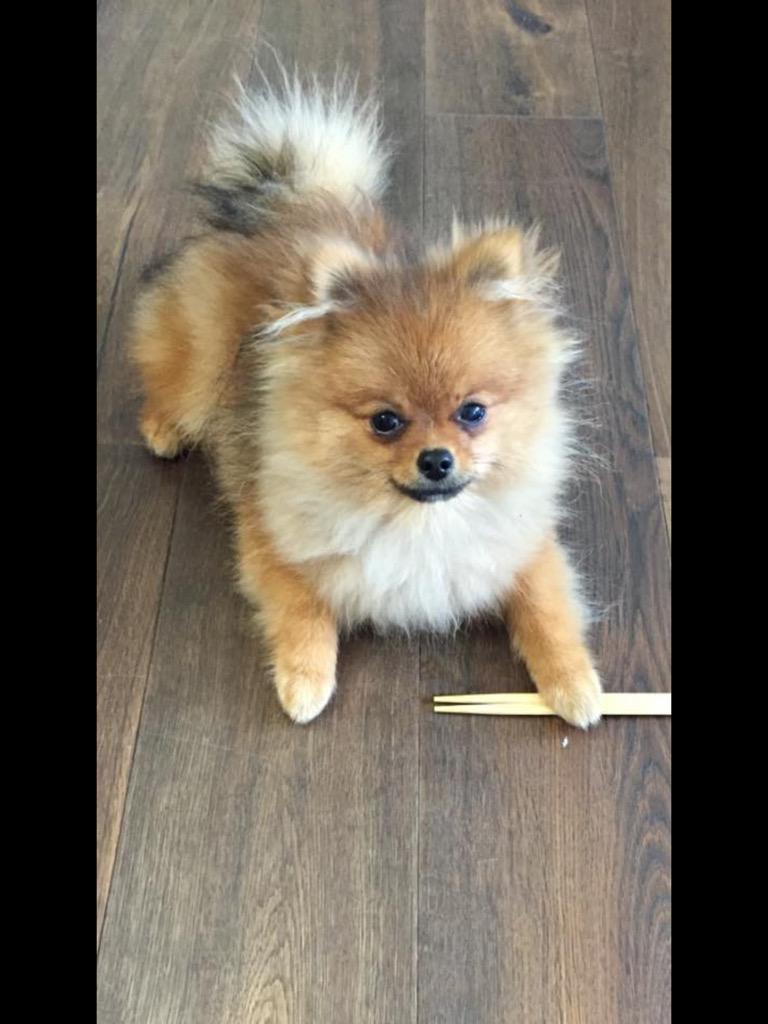 misterfranaf's tweet photo. MJ our beloved puppy went missing today in Mayfair, please help us to find him any information will be great http://t.co/dwWCT1CIIx