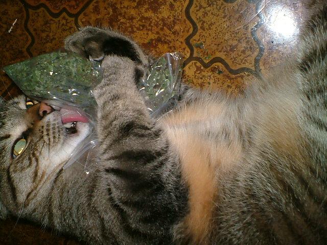 CrackForKitty's tweet image. Benny tripping on a bag of #CrackForKitty #CatNip.