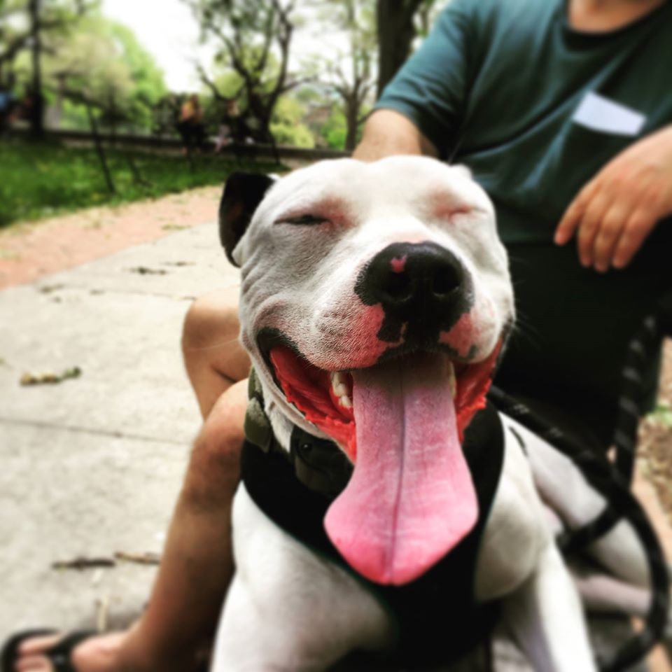 _CrossoverMedia's tweet photo. T the #CrossoverMedia mascot enjoying the beautiful weather in New York! #Pitbull #rescuedogsrock #dogsoftwitter #NY http://t.co/DmkIHcosMH