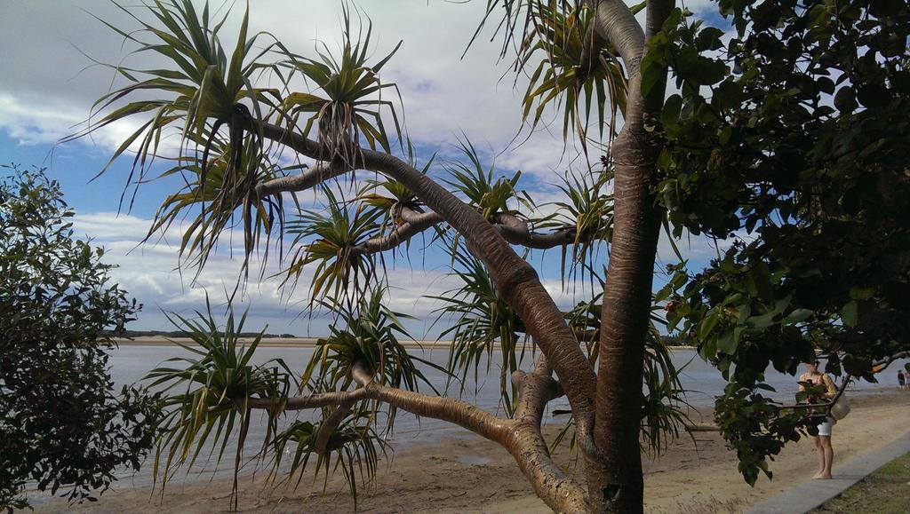 Jeffrey_Addison's tweet image. Cotton Tree, Maroochydore
#Pandanus Palm
How awesome is #nature
#SunshineCoast