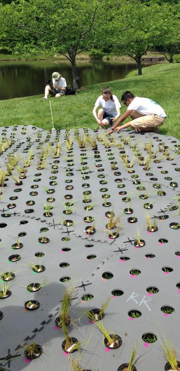 ESPMasonU's tweet photo. Installation of the floating wetland #rainproject on Mason Pond today #ecoscience in motion @GMU_COS @GeorgeMasonU http://t.co/ATJ2CLzEve