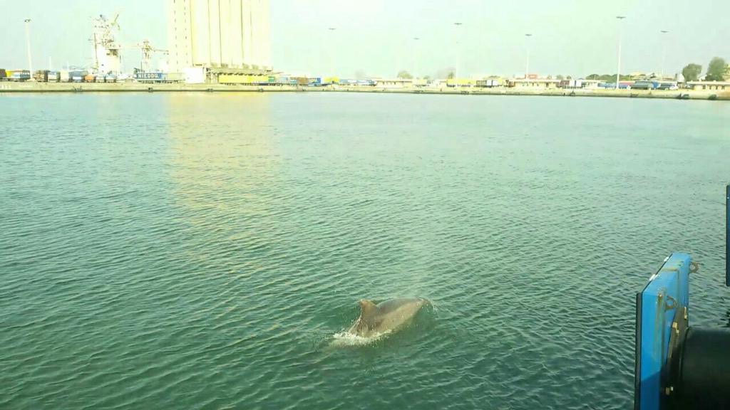 New_portca's tweet image. #delfini al #porto di #cagliari #sardolicesimo #Sardegna