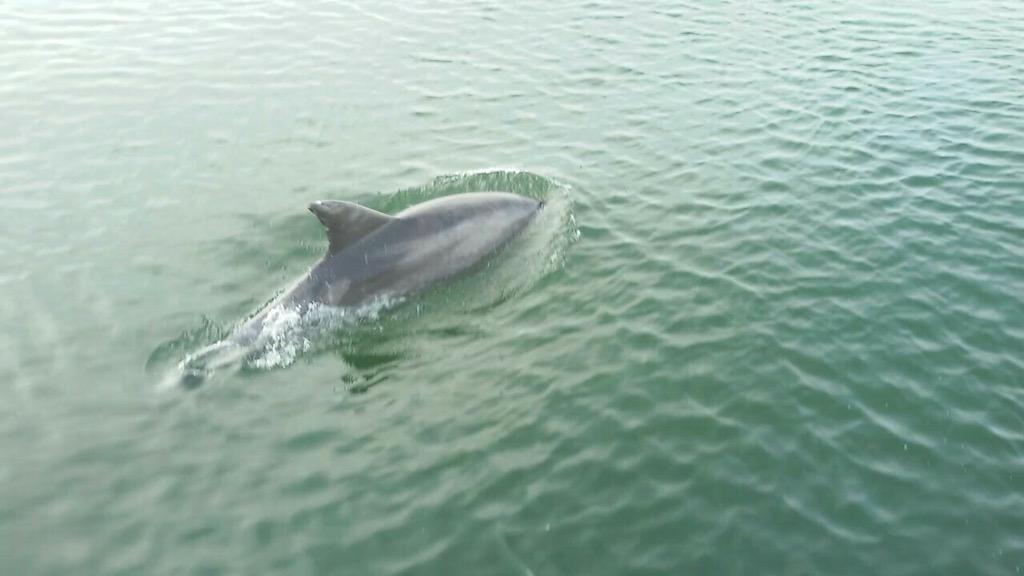 New_portca's tweet image. #delfini al #porto di #cagliari #sardolicesimo #Sardegna