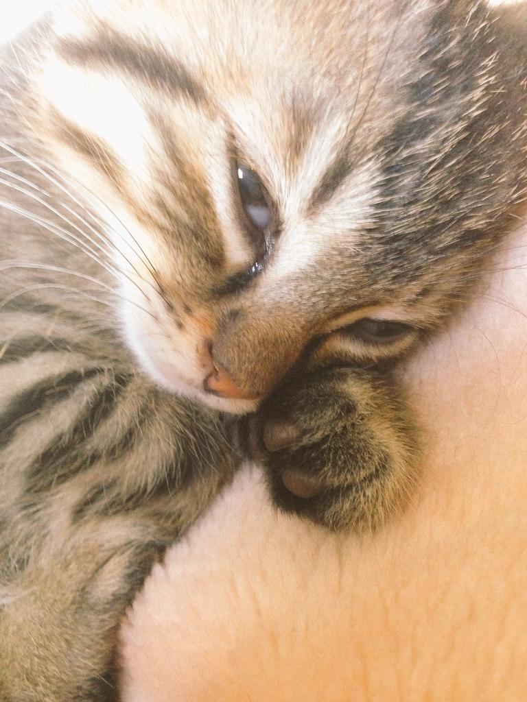 Katopen これ 完全に寝てるんですけど 子猫ってこんな半目で寝るもんですか 黒猫ビターの時は気にならなかったのですけど 目がドライになりそうです ๑ W ๑ Http T Co Cfga1h7fpz Twitter
