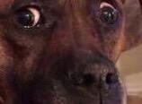 A_A_Ron_Rodgers's tweet photo. When you see your final grades on Howdy portal... #collegeproblems #terrorisreal http://t.co/eRSYQZLmC0