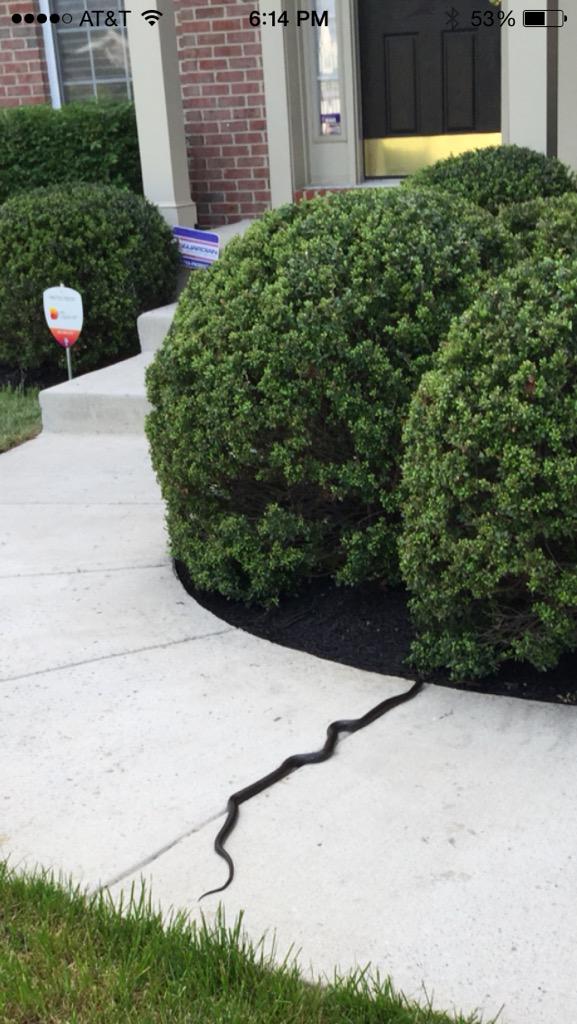 katsugarsugar's tweet photo. Tell me what can kill this MF! and don't suggest I hit it because I'm getting nowhere near it! http://t.co/XrB4Yrh0uh