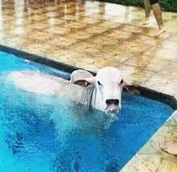 sapadebochada's tweet photo. "Amor, vi sua Amiguinha na piscina" http://t.co/TL2sgSjHwZ