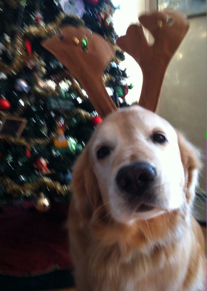 LivieBurns's tweet photo. there's nothing I miss more than this handsome boy. #ripMunson http://t.co/mCgdLG2WDr