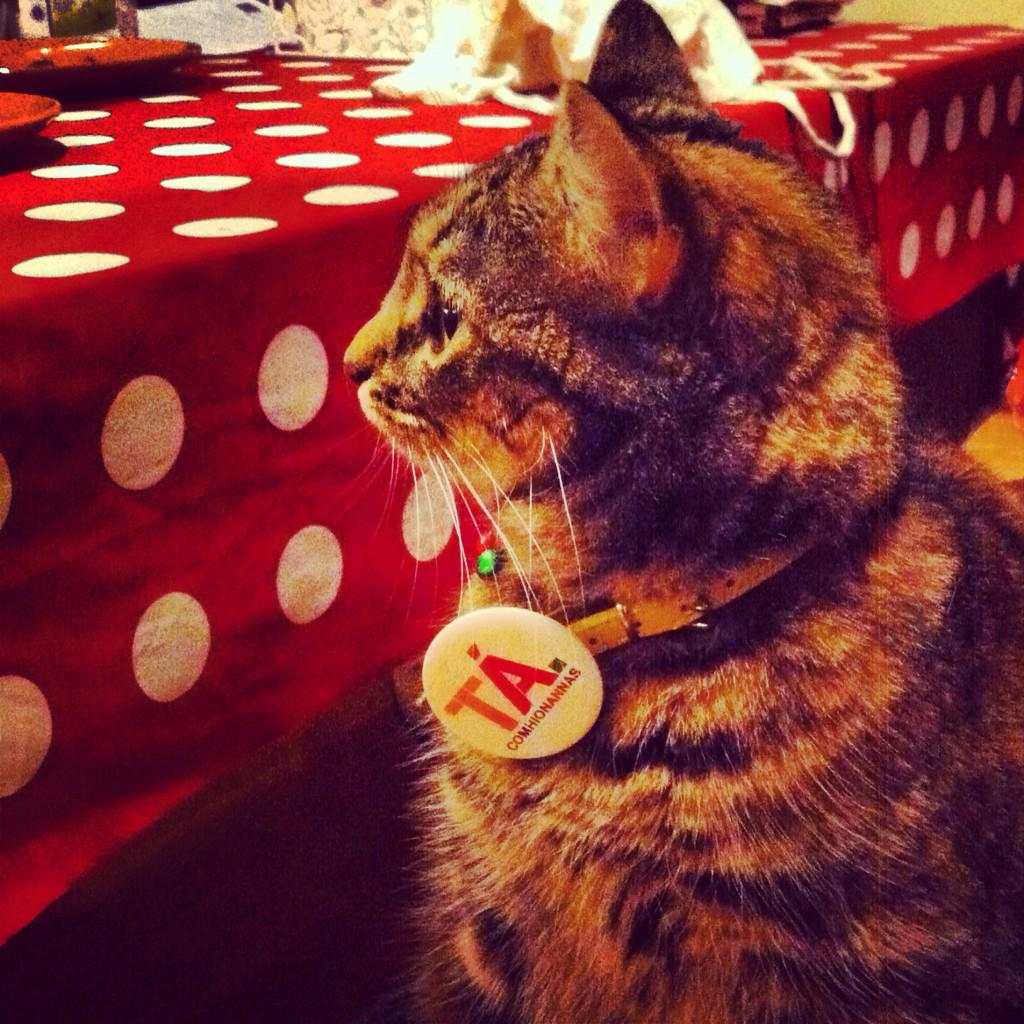 Fraudian_Slip's tweet photo. @pets4yes  Paws4Tás 🐾 http://t.co/L2vPko3Iuf