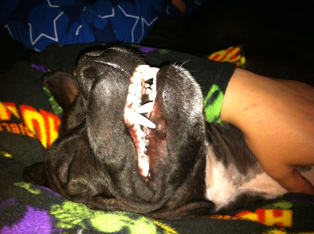 Bless him he's so cute when he's sleeping #unconscious dog faces :)